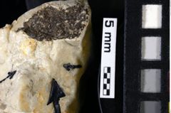 Foto (Detailansicht) von Gastrodorus sp. (NHMW-GEO-1990-0041-0102)